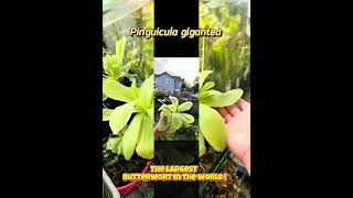 Pinguicula gigantea the biggest butterwort in the world plants garden terrarium biology nature [upl. by Humfrey]