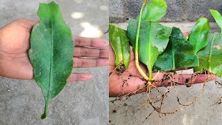 Growing epiphyllum oxypetalum from leaves [upl. by Elcarim]