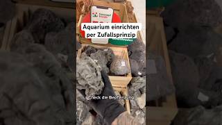 Aquarium einrichten nach Zufallsprinzip aquarium aquascape aquaristik aquariumhobby [upl. by Eiramnerual440]