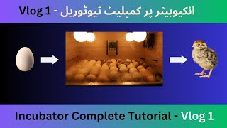 Hatchery Tutorial  ہیچری کا ٹیوٹوریل  Vlog 1 🥚🥧🐥 [upl. by Fennessy]