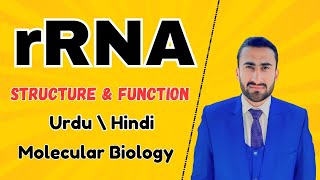 rRNA Structure and function  Ribosomal RNA  synthesis of Ribosome  Shahzad Rasool lecture rrna [upl. by Draner397]