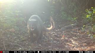 Blacktipped or Ruddy Mongoose Urva smithii in Sri Lanka Central Highlands [upl. by Okemak]