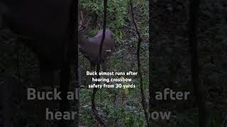 Whitetails have crazy hearing hunting bucks [upl. by Esinev]