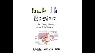 Gross Anatomy  Lab 16 Celiac Trunk Stomach Liver amp Gallbladder Review [upl. by Holloway]