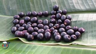 Jamun Fruit for Health  Malabar Plum fruit  Jambolan  Syzygium cumini  Machli Wala [upl. by Hanzelin800]