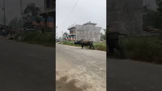 Rhino on the road in Nepal rhino shorts shortvideos [upl. by Saundra]