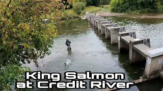 Chinook Salmon fishing Erindale Park Credit River Mississauga [upl. by Anomahs]