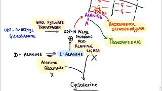 Anti microbials Cell Wall Synthesis Inhibitors [upl. by Eneloc699]