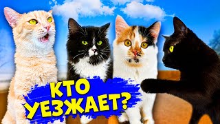 Последние дни спасенного котенка с нашими домашними животными  SANI vlog [upl. by Maretz]