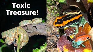 Extreme Herping for Toxic Frogs and Vipers in a Remote Jungle [upl. by Arahsit]