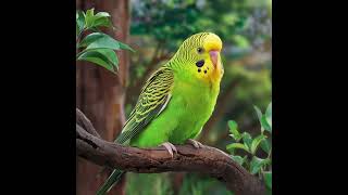 CREATE OF BUDGERIGARS   AICAT [upl. by Lontson]