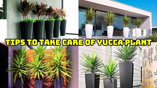 How To Take Care Of Your Yucca Plant Yucca Plant Care Tips [upl. by Lemra]