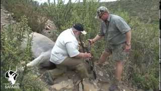 Eland hunt with East Cape Safaris [upl. by Lucilia]