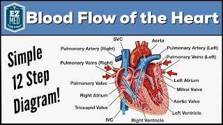 Blood Flow Through the Heart Made Easy  Cardiac Circulation Animation [upl. by Zavras]