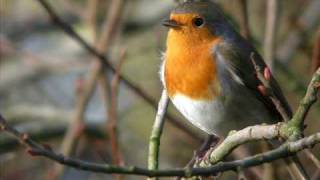 rouge gorge familier [upl. by Algie]