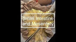 Small Intestine and Mesentery Dissection [upl. by Shari]