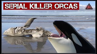 Serial Killer Whales Have Been Murdering Great White Sharks amp Eating Their Livers TheCosmosNews [upl. by Buffum]