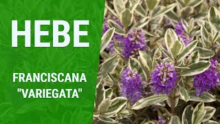 How To Grow Hebe  Franciscana Variegata Purple Flowering [upl. by Kirst]