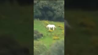 Real Unicorn caught on camera 😯🦄 shorts unicorn strangespotting [upl. by Donohue95]