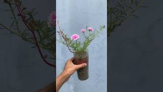 Portulaca flowers shorts trending portulaca [upl. by Schnapp]