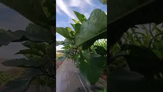 Eggplant 🍆🍆 farming garden biougra agriculture benmouloud ia cover arabic song love [upl. by Melisent632]