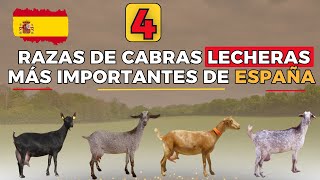 Las 4 mejores razas de cabras lecheras más importantes de España [upl. by Kenwee]