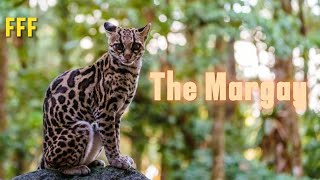 Feline Fact Friday  The Margay Wild Cat 🐆 [upl. by Nosac]