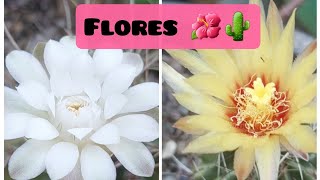 Cactos da minha mãe em flores🌵🌺 plantas cactus cactaceae jardim flores flowers plants [upl. by Janik]