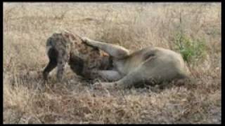 Hyenas kill male lion [upl. by Adnelg]