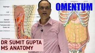 PERITONEUM Part 2  OMENTUM [upl. by Rahsab199]