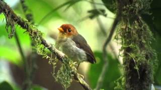 Hooded Antpitta  Grallaricula cucullata [upl. by Anaed]