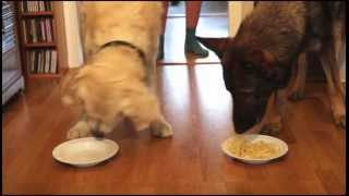 Spaghetti Eating Competition Golden Retriever vs German Shepherd [upl. by Cerallua]