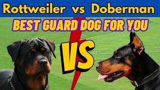 Rottweiler vs Doberman Which German Guard Dog is Right for You  Dog Vs Dog  TUC [upl. by Enyal845]