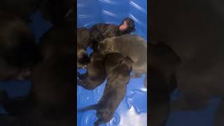 2 week old puppies puppy belgianmalinoisdog belgianmalinois cute [upl. by Wanonah]