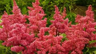 Astilba Astilbe [upl. by Assille738]