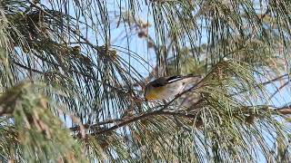 Striated Pardalote Hervey Bay Qld [upl. by Ortrude]