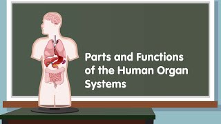 Parts and Functions of the Human Organ Systems [upl. by Rivkah270]