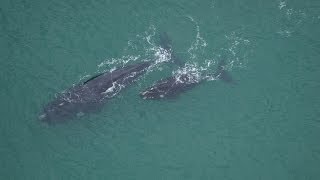 Whale Watching in der Walker Bay bei De Kelders und Hermanus in Südafrika [upl. by Lanta]