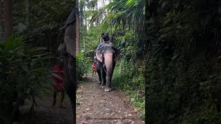 Thrilling Elephant Ride in Thekkady Kerala 🐘 Must do activity in Kerala [upl. by Ailalue]