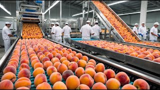 How Farmers Produce Millions of Tons of Canned Peaches  Peach Canning Process [upl. by Tanney]