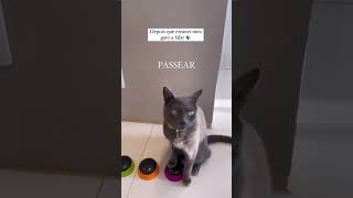 Esse vídeo é precioso demais hhaha gatocinza amogatos gatosfofos gatosengraçados fyp trigatos [upl. by Asilehc203]