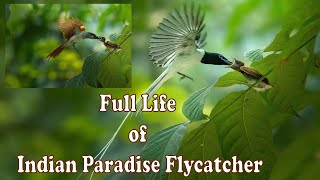 Indian Paradise Flycatcher Full life Documentary  The Bird from Paradise Dudhraj [upl. by Ariajaj]