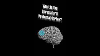 Dorsolateral Prefrontal Cortex DLPFC [upl. by Eillah]