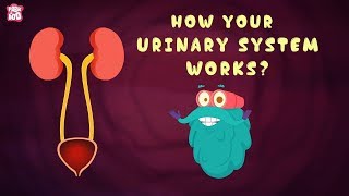 How Your Urinary System Works  The Dr Binocs Show  Best Learning Videos For Kids  Peekaboo Kidz [upl. by Adniralc927]