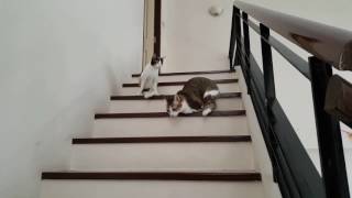 Two legged cat go down stair [upl. by Garbe]