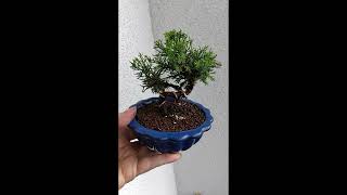 Bonsai Juniperus Plumosa [upl. by Chard]