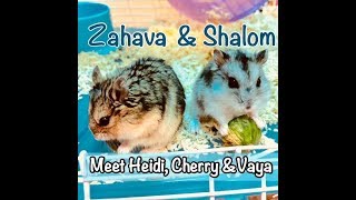 Fun Bedtime Story For Kids  Heidi Cherry amp Vaya Meet Zahava amp Shalom The Hamsters [upl. by Gladine]