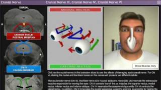 Axiom Neuro 3D Neuroanatomy  Cranial Nerves Module [upl. by Dacia416]