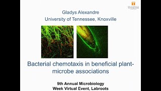 Bacterial Chemotaxis in Beneficial PlantMicrobe Associations [upl. by Ayeki884]