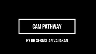 CAM pathway [upl. by Brigette]